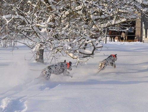 2009-12-18-hundar-snö_0152.jpg